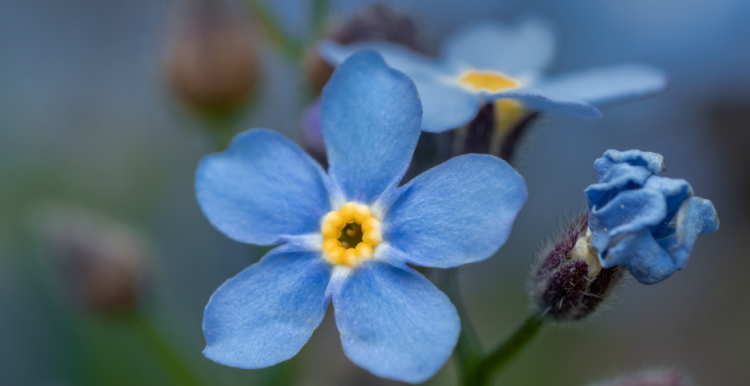 Forget me Not Card