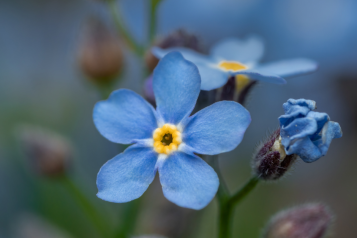 Forget me Not Card